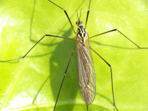 Nephrotoma flavescens